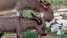 Venus cottage - Foto 4