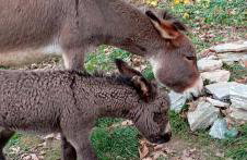 Venus cottage - Foto 4