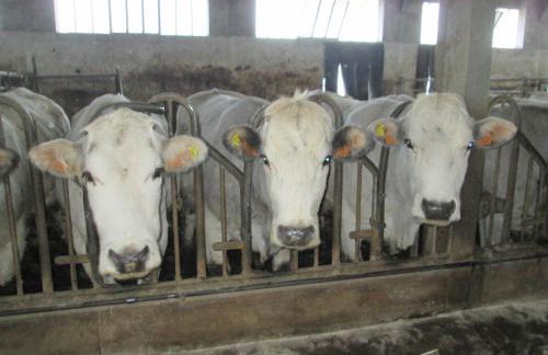 Agriturismo al Monte - Foto 29