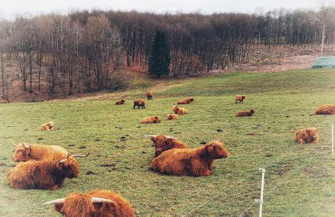 Steewer Landhaus gemütliche Ferienwohnung bis 6 Pers in ruhiger Ortsrandlage - Foto 63