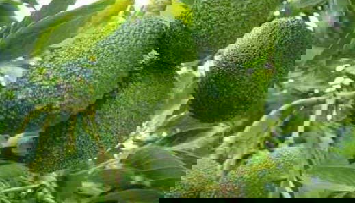 Piquimachay Cave + Ayacucho Grotto Excursion - Foto 4