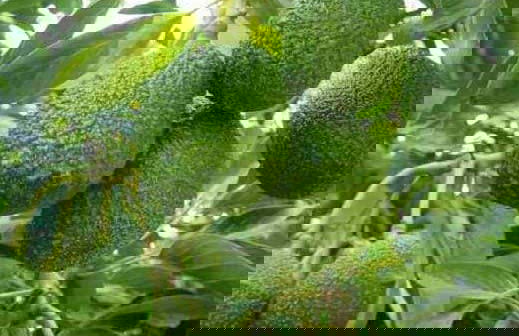 Escursione a Huanta e alla grotta di Piquimachay - Foto 4