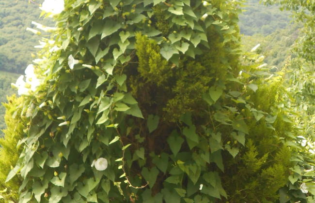 Split-level house in East Pelion - Foto 16