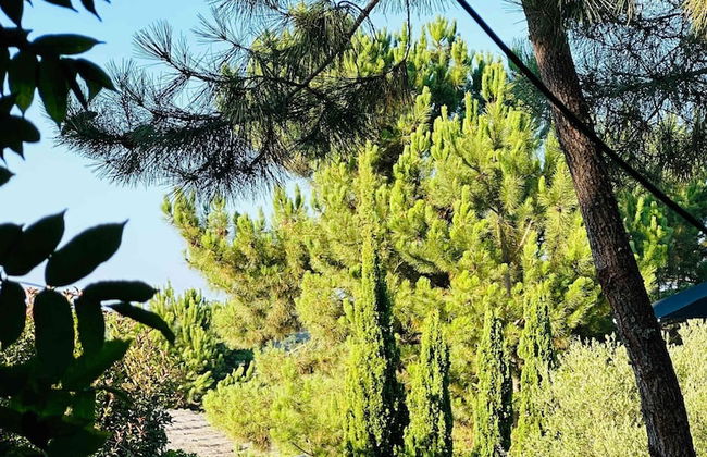 Cabana Lavanda Comporta by Boutique - Foto 11