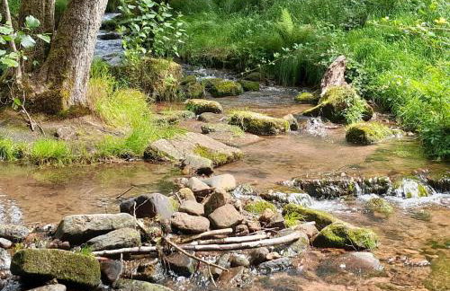 Fewo Waldtherme Relaxen, wandern, Radfahren - Foto 18