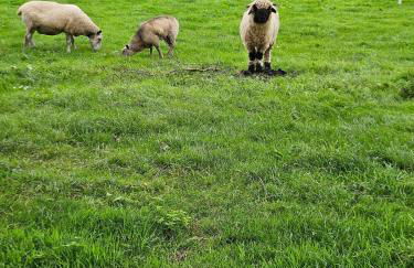 Orchard Cottage - Foto 57