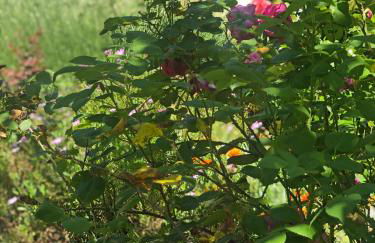 Ola Linda - Casa de Campo - - Foto 27