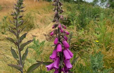 Myrtleberry Studio BnB - Foto 35