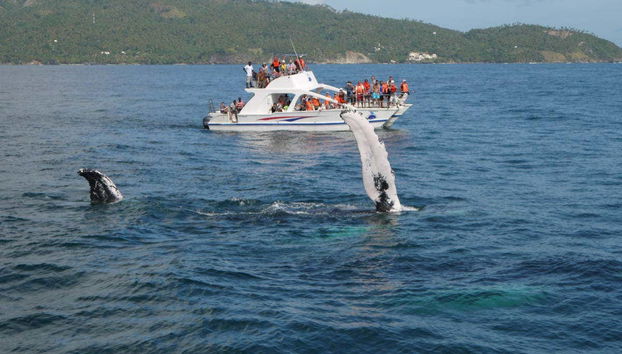 Spotting the Humpback Whales of Samana