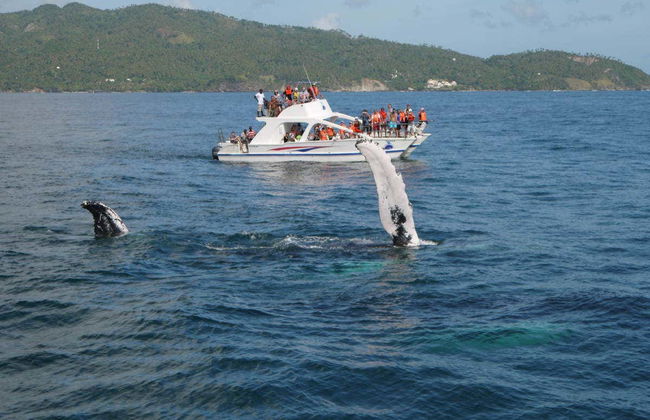 Avistamiento de ballenas en Samaná - Foto 1