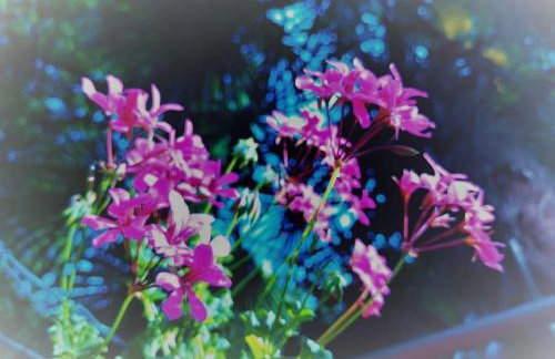 Zgora mora-above the sea-peacefull,family frendly - Foto 22