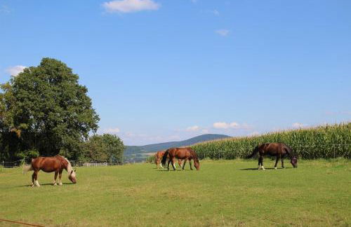 Ponyhof Adam Urlaub auf dem Bauernhof - Foto 30