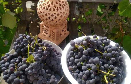 Kleines Häuschen am RheinSteig - Foto 21