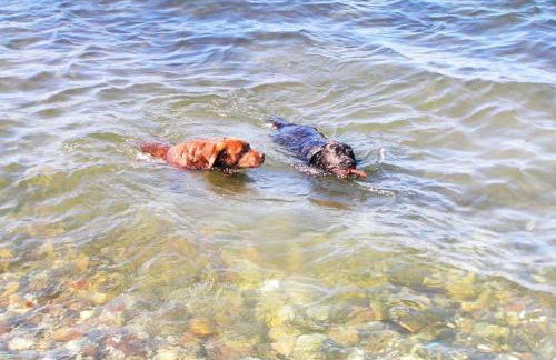 Apfelgarten - Foto 25