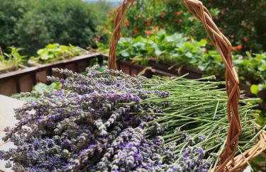 Apartment Zorka - Foto 4