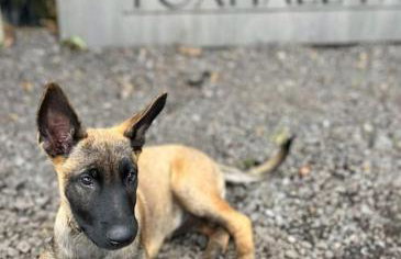 Foxhall Farm - Foto 66