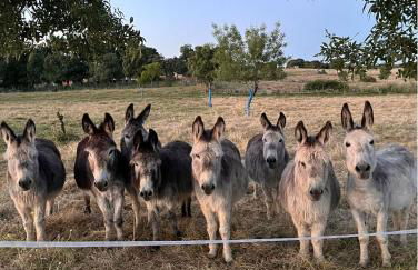 Casa Rural El Viejo Almacén, a 20 minutos de Segovia - Foto 44