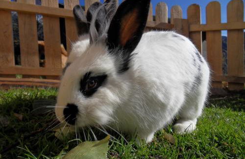 Wiesemann Biohof - Photo 6