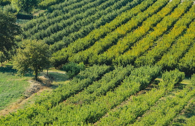 Corte San Ruffillo-Azienda Agrituristica - Foto 56