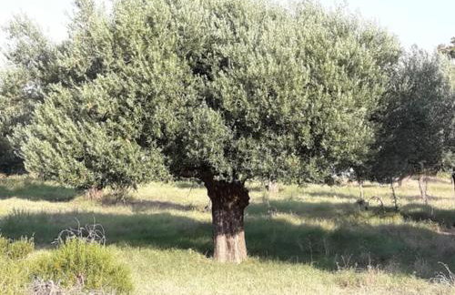 TORONI ALPHA STUDIOS - Foto 43