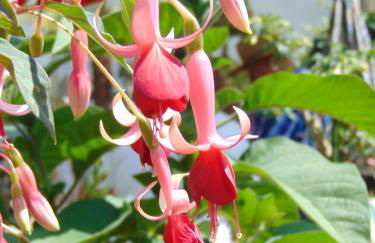 Obere Ferienwohnung Asshoff zwischen Odenwald, Taubertal und Bauland - Foto 13