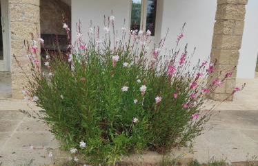 Trullo Contrada Specchi - Foto 2