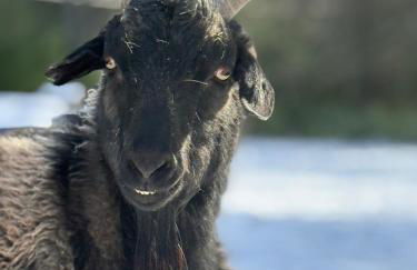 Log Cabin at the Goat Sanctuary - Foto 38