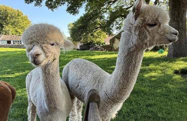 The Snug- A beautiful and characterful property connected to a historic Georgian Manor House - Foto 30