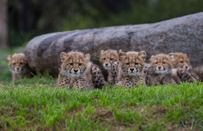 San Diego CityPASS® - Foto 6