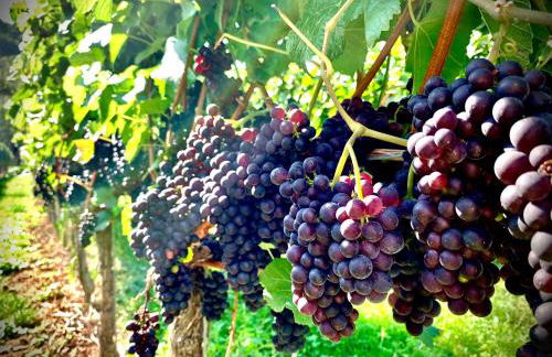 Ferienapartment Huber - Foto 27