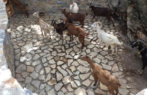 Archontiko Manias - Photo 15