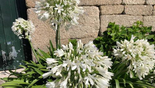 Casa de Aldeia - Foto 3, Garden