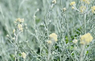 A Murella - maison de vacances à Oletta en Corse - Foto 77