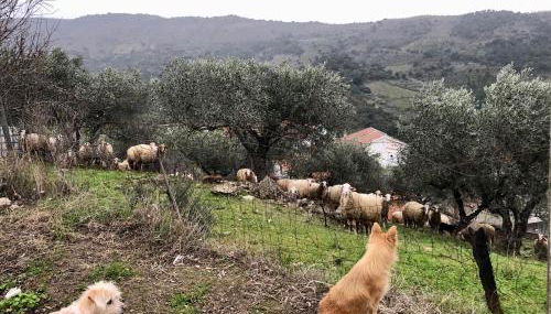 Casa Vilariça - Foto 4