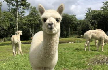 Hazel Cottage - Photo 24