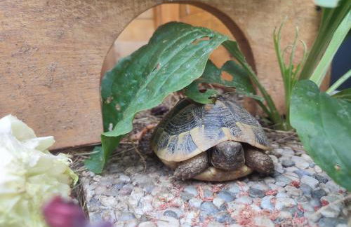 Casa Lilly - Foto 70