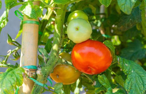 Villa Planika - Photo 33