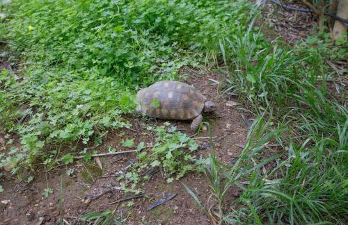 Dreamy relaxing secluded Villa Aurora - Foto 52