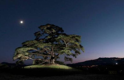 Agrisuite Il Cedro - Photo 45