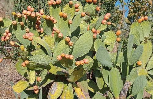 Casa do Rossio - Foto 31