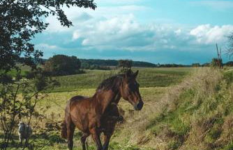 Landurlaub mit neugierigen Blicken in den Pferdestall, eingezäuntem Garten, Kamin und Sauna - Foto 19