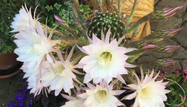 Ferienhaus Erzgebirge "An der Trebe" mit Kamin und Sauna - Photo 4