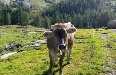 Dream Folgarida vicino alle piste da sci - Photo 23