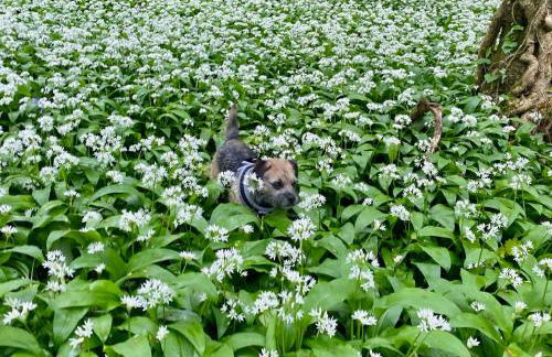 Palm House - Luxury Wye Valley Country House 2 Bed Apartment - Dog Friendly - Foto 34