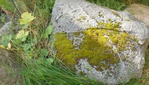 Ferienwohnung Villa Lütt - Foto 2