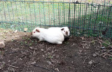 Agroturystyka Polana Giebułtów obok Świeradowa i zamku Czocha, domki przyjazne rodzinom z dziećmi - Photo 33