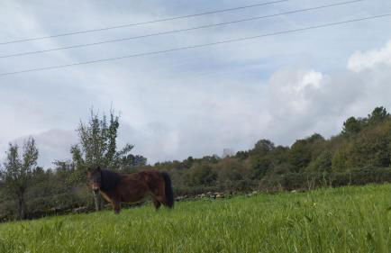 O Val de Vilaboa - Foto 41