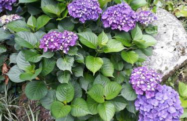 Aluguel Temporada em Gramado - Photo 20