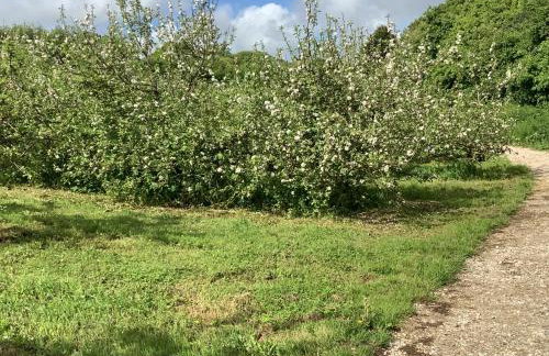 polgoon Vineyard annex Penzance - Photo 18