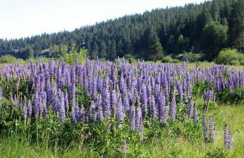 Peaceful Waterfront Log Cabin near Crater Lake National Forest, Oregon - Foto 17